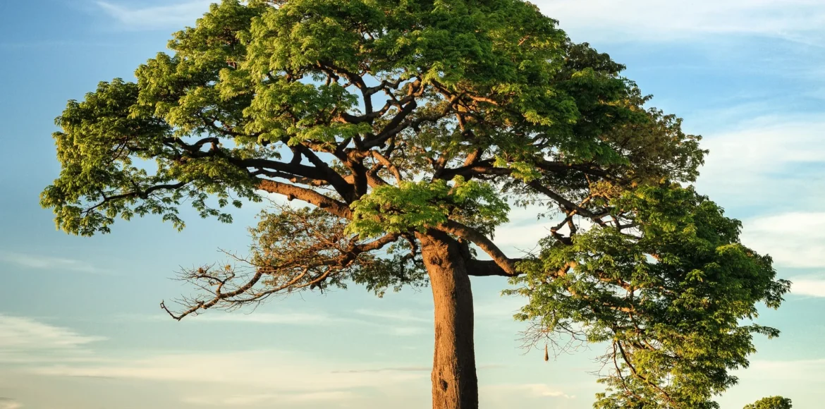 niko-photos-tgtvxeor_rs-unsplash_HlsBODM