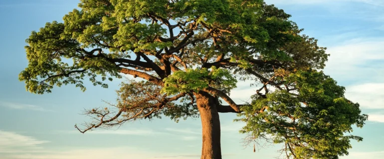 niko-photos-tgtvxeor_rs-unsplash_HlsBODM