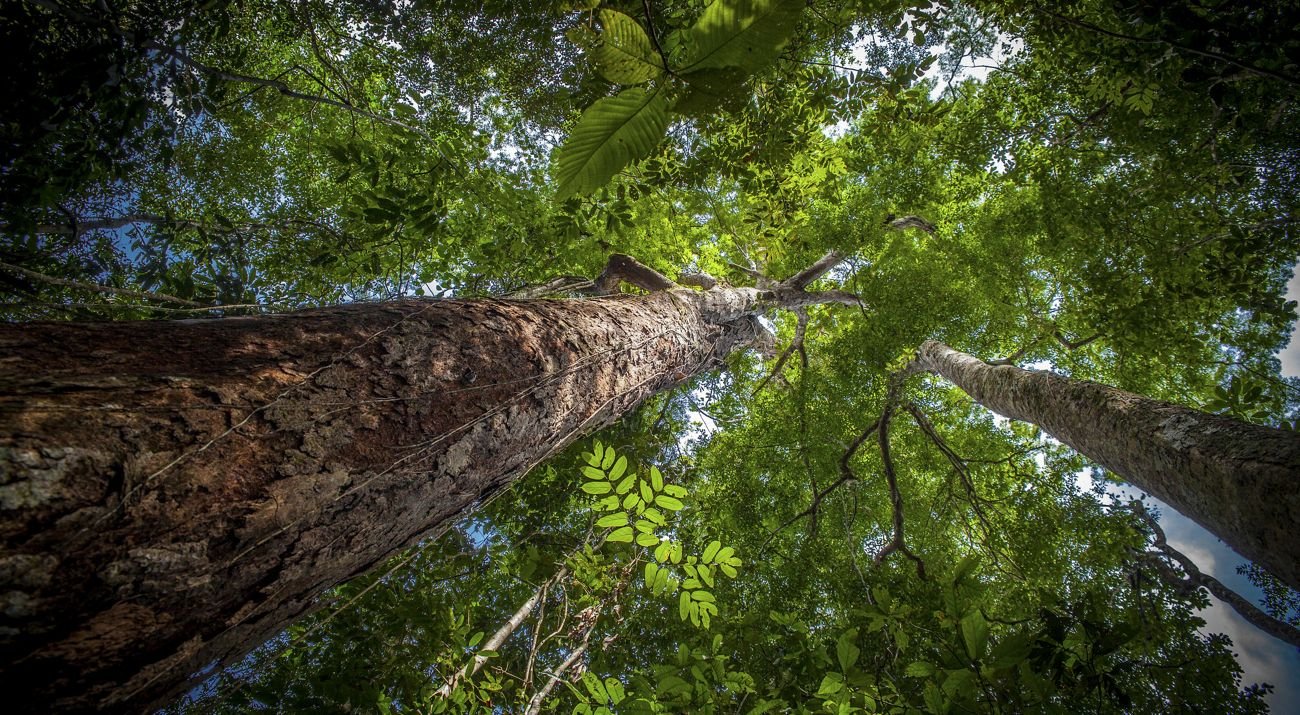 o que é levantamento arbóreo